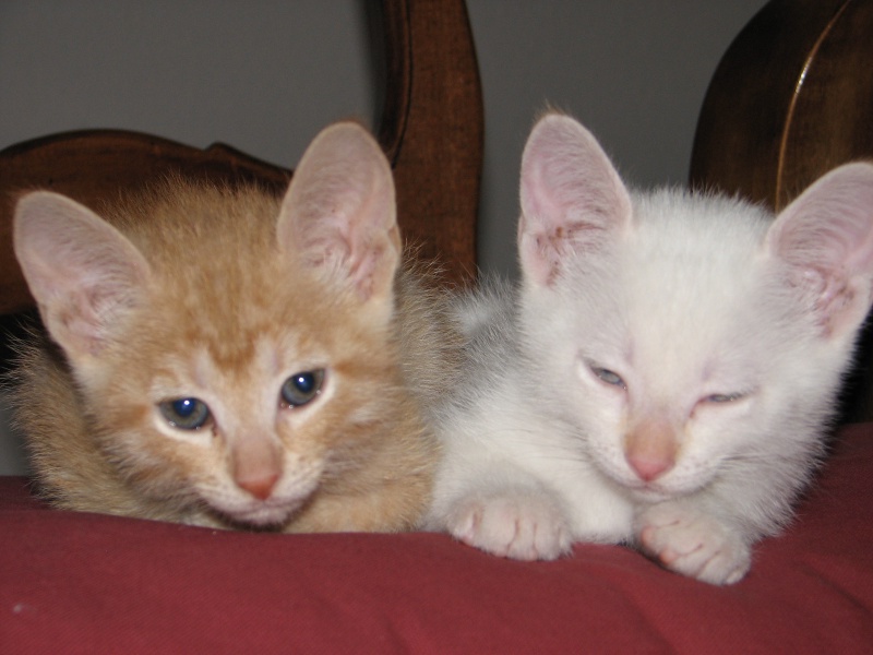 2009/09(September)/New_Kittens/800x600_20100206 451.JPG